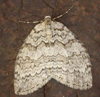 November Moth