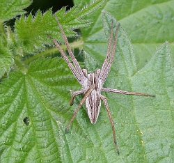 Nursery web spider