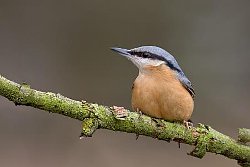 Nuthatch