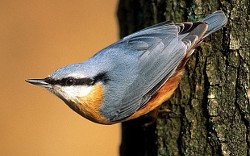 Nuthatch