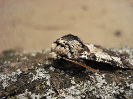 Oak beauty moth