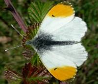 Orange-tip butterfly