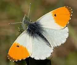 Orange-tip, Anthocharis cardamines