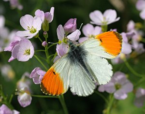 Orange-tip butterfly