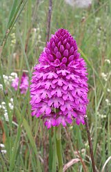 Pyramidal Orchid