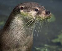 Otter face