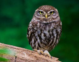 Little Owl