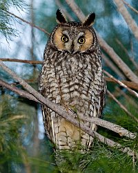 Long-eared Owl