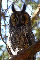 Long-eared Owl