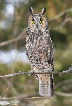 Long-eared owl