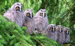 Long-eared Owl