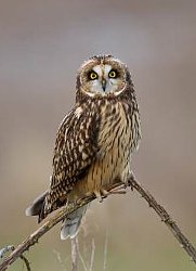 Short-eared Owl