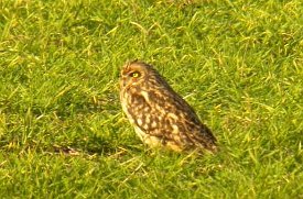 Short-eared Owl