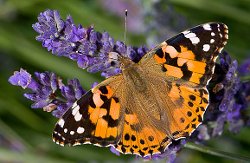 Painted Lady