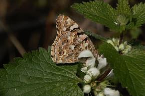 Painted Lady - underside