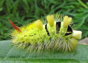 Pale Tussock, Calliteara pudibunda