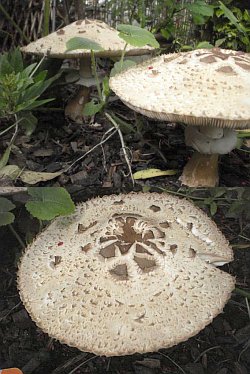 Parasol Mushroom