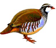 Red-legged partridge