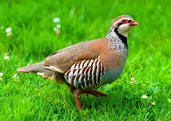 Red-legged Partridge