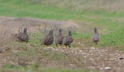 Red-legged Partridge