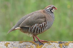 Red-legged Partridge, Alectoris rufa