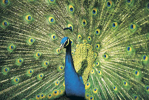 Peacock