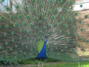 Peacock displaying