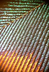 Peacock feather - detail