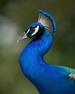 Peacock