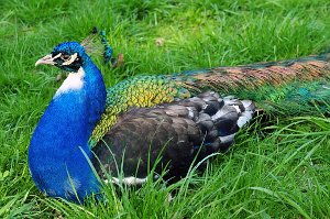 Blue Peafowl, Pavo cristatus