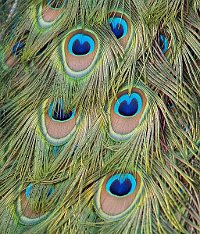 Peacock feathers