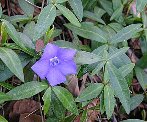 Lesser periwinkle in bloom