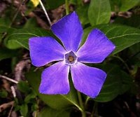 Greater Periwinkle