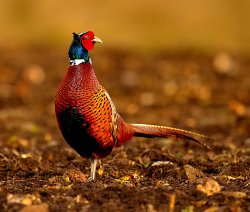 Pheasant