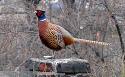 Cock Pheasant