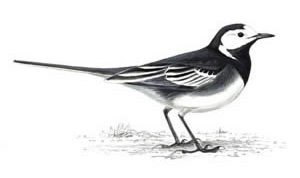 Pied wagtail