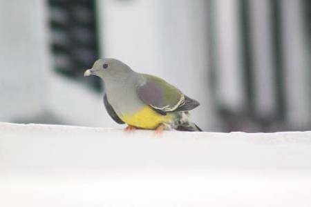 Bruce's Green-pigeon