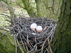 Pigeon's nest