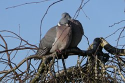 Pair of Woodpigeon