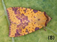 Pink-barred Sallow