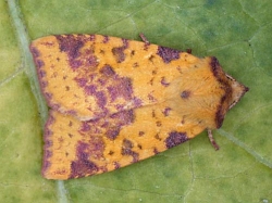 Pink-barred Sallow