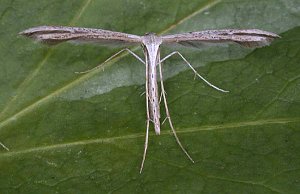 Common Plume, Emmelina monodactylaa