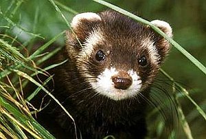 Polecat