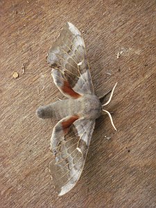 Poplar Hawk-moth