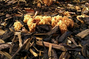 Ramaria sp.