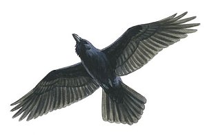 Raven, Corvus corax