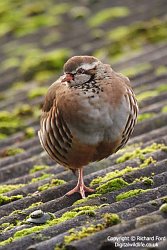 Red-legged partridge