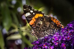 Red Admiral