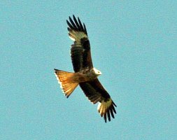 Red Kite in flight