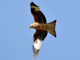 Red Kite